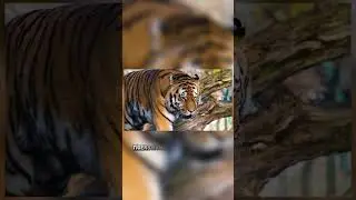 The Ultimate Showdown: Siberian Tiger or African Lion?#Shorts, #SiberianTiger,#AfricanLion #vs