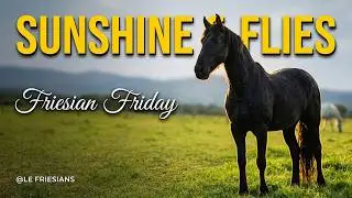 Friesians in the Sunshine – Happy, & Loving Life