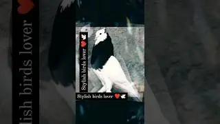 Top 10 Fancy pigeon 🕊️ ! beautiful Fancy birds 😍! pigeon in India! #pigeonbird #birdphotography