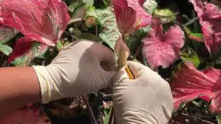 POLINIZAÇÃO MANUAL CRUZADA DO CALADIUM