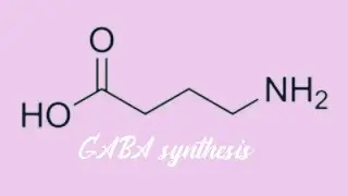 GABA synthesis