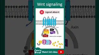 Сигнальный путь Wnt | 1-минутная биография клетки