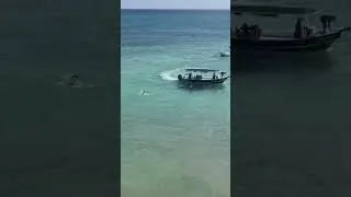 Why Everyone Is Ignoring The SHARK DANGER? (2024) #shorts #shark #sharklife #animals