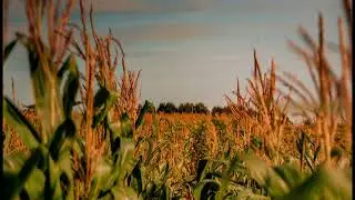 Hans Zimmer - Cornfield Chase (slowed + reverb)