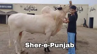 Sher-e-Punjab - Farrukh Cattle Farm - Fatehjhangi bulls 2026 - KotFatehkhan 
