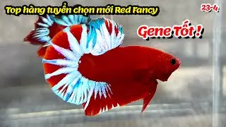 Top h&agrave;ng tuyển chọn m&oacute;i Red Fancy Star, Form tốt gene VIP phục vụ ae [ Thanh Hải Betta ]