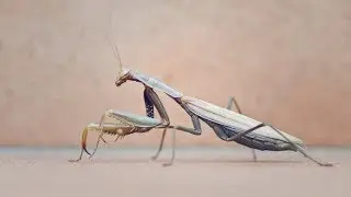 Insect Apocalypse: New Study Reveals Stunning Decline in Insect Populations