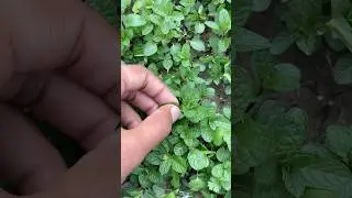 Fresh mint leaves cutting #nature #food #MintHarvest #HerbCutting #HomeGrown #farming #itkshorts