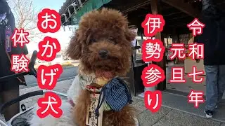 トイプードルの梅とビションフリーゼの桃の元旦、お伊勢参り・後編（おかげ犬体験と伊勢神宮初詣参拝、梅と桃が令和7年第1号の「おかげ犬」になる？）