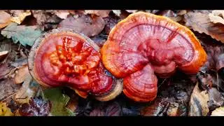 Ganoderma Lucidum