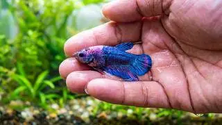 Rare Female Betta Fish Tank 🐠 | Beautiful Varieties