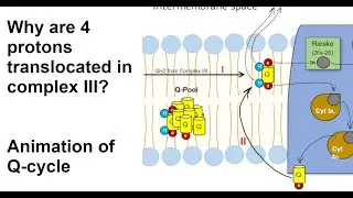 Understanding: Q-cycle  - Animation - Complex III of Electron Transport Chain (Respiratory Chain)