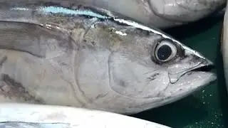 tuna samurai in action at traditional fish market #knifeskills #bigtuna