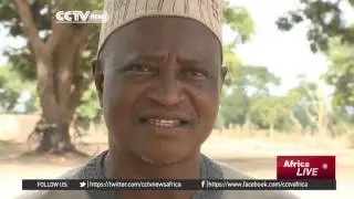 Tomato disease leads to scarcity & factories closure in Nigeria