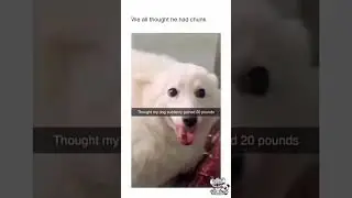 Cute and funny dogs compilation😂 #funnydog #funnypet #cutedog #dogsoftiktok #doglover #dog #fyp