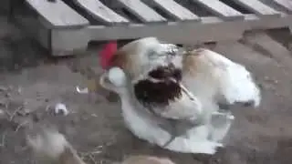 Как жарить утку!