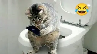 Funny Cats Make The Silliest Faces 🤣 try not to laugh