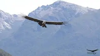 C&oacute;ndor Andino en Bariloche - 4k