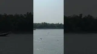 Sundarban | Matla River #shorts