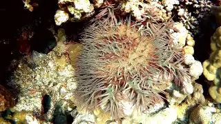 Crown-of-thorns Starfish (Acanthaster planci), Морская звезда Терновый венец
