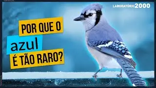 AZUL É A COR MAIS RARA