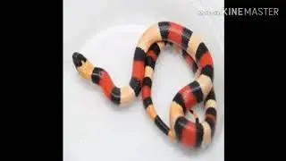 COMO SABER EL SEXO DE SERPIENTE FALSA CORAL