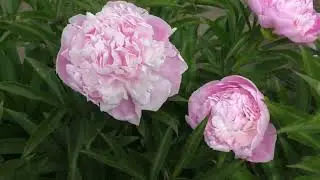 Пион PINK PEARL