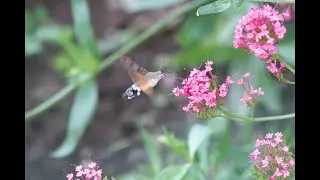 Macroglossum stellatarum: sfinge del galio o sfinge colibr&igrave;