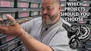 Идеи для проекта по разведению шаровидных питонов (краткое изложение)