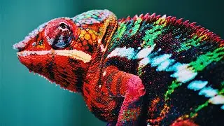 Explore the Amazing Domestic Animals of Spain || The Top 10 Pets!