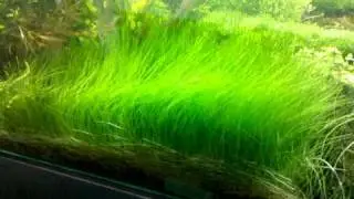 Eleocharis ''parvula''