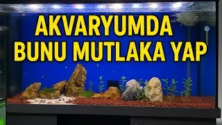 Akvaryum Temizliği ve Bakımı | Sağlıklı Balıklar İçin Püf Noktaları