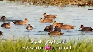 احله مدج اصوات طيور الحر من جميع انواع(1)