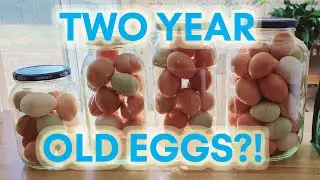 Testing TWO YEAR old eggs! The Good, The Bad, and The Stinky #chicken #homestead #egg