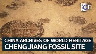 Cheng Jiang Fossil Site | China Archives of World Heritage