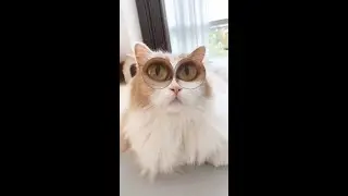 My, What Big Eyes You Cats Have! Funny Wide-eyed Cats!