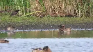Spotted Crake ( Porzana porzana)