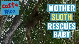Mother Sloth Rescues Stranded Baby in Costa Rica