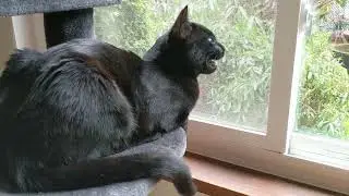 Sebastian talking to the birdies. FLY INTO MY MOUTH!#blackcats