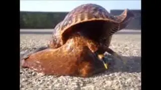 Magic Seashell