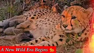 5 Cheetah Cubs Born! 🇮🇳  #viralvideo #IndiaWildlife #ExploreIndia  #YouTubeShortsIndia 