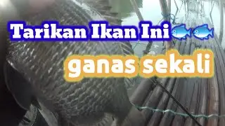 mancing rucahan muara rumpon//mancing mania Semarang//mancing ngoncer Rucahan