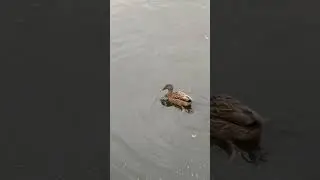 Буль буль #уточки #duck #starttodo #brianandfriends #duckStory #fun