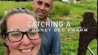 40,000 Bee Swarm (Catching & Keeping)