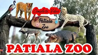 Patiala Zoo I Chidia Ghar I Patiala Famous Places I Patiala City I Wild Animal  #zoo
