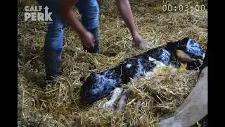 TechMix Calf Perk time lapse video