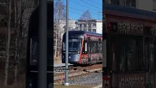 Black Cat Tram #tram #shorts #shortsvideo #trams #tango #blackcat #viralvideo