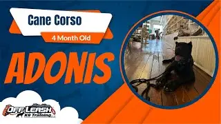 🐾 Adonis the 4-Month-Old Cane Corso Builds the Perfect Obedience Foundation | Off Leash K9