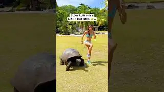 Slow and steady wins the race 😂🐢🏃🏻&zwj;♀️🏁 #running #turtle #funny