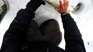 Leech Lake Tullibee Action - Monster Whitefish and Sucker caught!